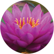 liveyogawellness.com icon