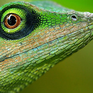 lizardtech.com icon