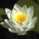 lowimpact.org logo