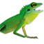 lucky-reptile.de icon