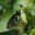 magicwings.com icon