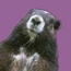 marmotte.net icon