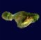 mauihawaii.org icon
