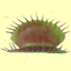 midtowncarnivores.com icon