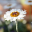 mindfulnessandcancer.com icon