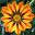nashicveti.ru icon