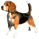 nesdca.com icon