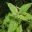 nourishingherbalinfusions.com icon