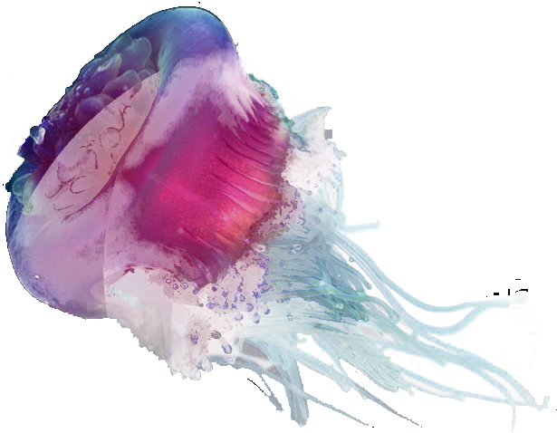 oceanhealthindex.org icon