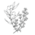 olivesnthyme.com logo