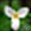 oregonwildflowers.org icon