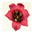 pacificbulbsociety.org icon
