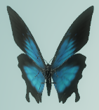 paitowarnaangka.co icon