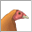 palenquefiestasdeoctubre.com icon