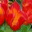 paradise-found-in-maui.com icon