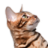 petmarketmagazine.com icon