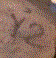 plugh.org icon