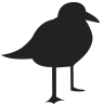 portraitsinthesand.com icon