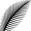 Premiere Aesthetics Institute official logo