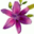 primefloral.com icon