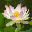 purebhakti.tv icon