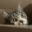 rainydaybakery.com icon