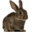 raising-rabbits.com icon