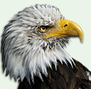 ravenphpscripts.com icon