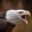 real-omat.de icon