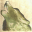 rewolf.pl icon