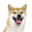 rgsmw.com icon