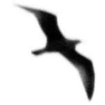 richardbach.com icon