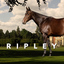 ripleyfineart.com icon