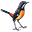 rockjumperbirding.com icon