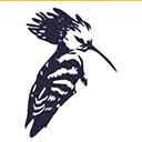 Royce Capitals logo