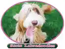 sactolabradoodles.com icon