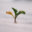 saiteigen.com icon