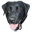 Domain Favicon