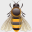 scientificbeekeeping.com icon