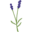 sequimlavender.org icon