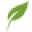 Shamood logo