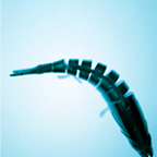 simfisch.de icon
