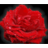 sjoegren-forum.ch icon