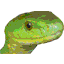 smuggled.com icon