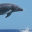 softreck.com icon