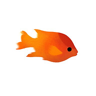 sophiedubeillustration.com icon