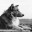 spectrecollie.com icon
