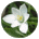 starremedies.nl icon
