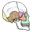 studymuscles.com icon