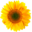 sunflowershospitals.com icon